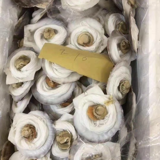 济南海湾扇贝 粉丝贝