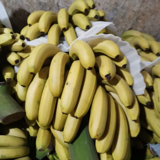 瑞丽市巴西香蕉 八成熟