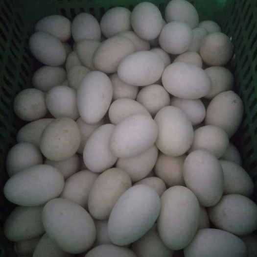 金乡县种鹅蛋 食用 箱装
