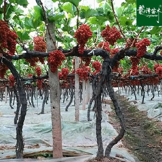 平邑县 巨峰葡萄苗