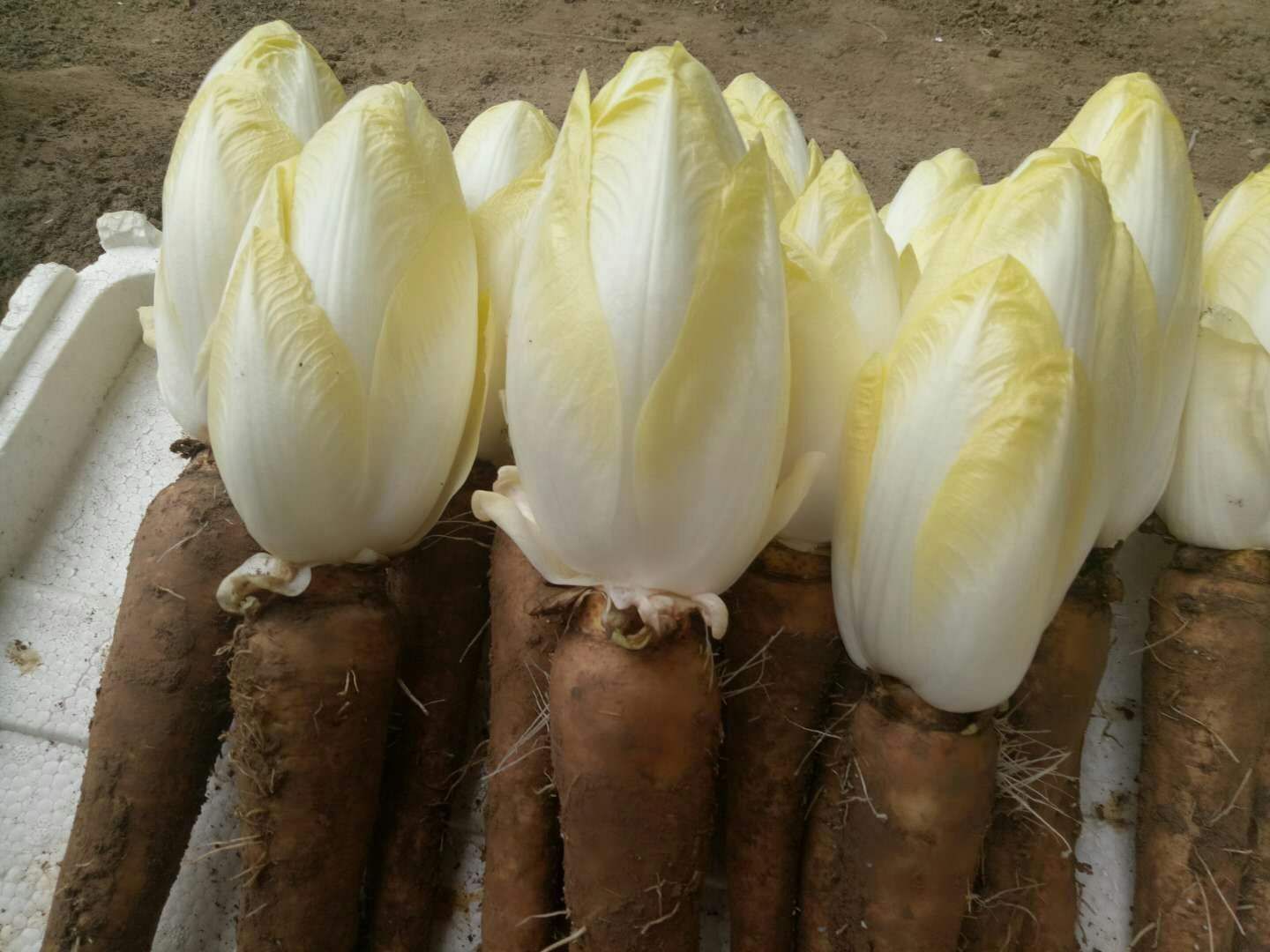 玉兰菜 芽球菊苣，金玉兰，山东基地直供