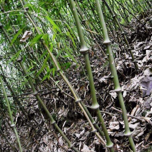 水富市罗汉竹 筇竹，长年供货，量大从优。