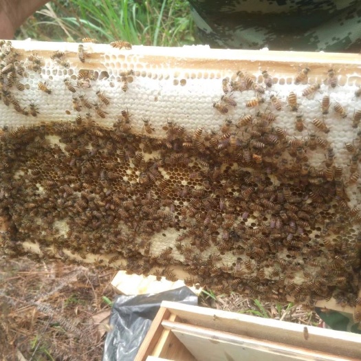 惠州百花蜜 塑料瓶装 2年以上 95%以上