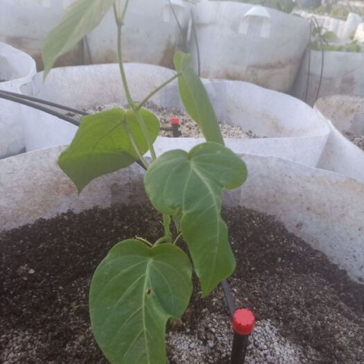 北京脱毒草莓苗 各种草莓 春枧  爱媛   热情果  燕窝果苗  等各种树苗