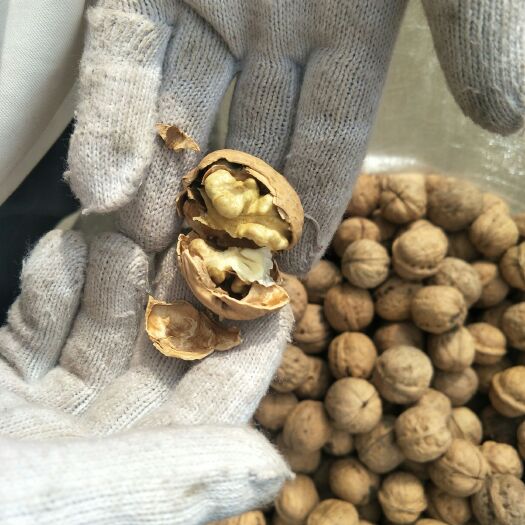 柳林县 纸皮核桃