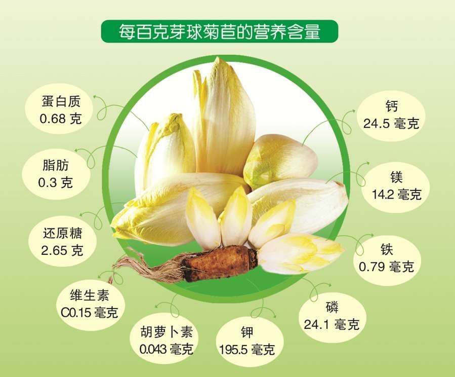 玉兰菜 芽球菊苣，金玉兰，山东基地直供