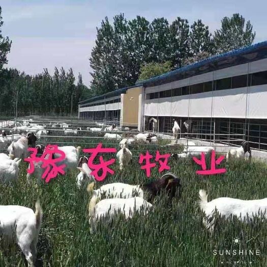 宁陵县 豫东牧业波尔山羊，马头羊
