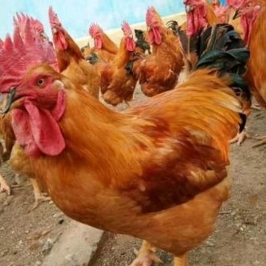 乌鲁木齐 良凤公鸡苗 良风花鸡苗批发 快大良风花鸡苗价格 黄脚麻鸡苗