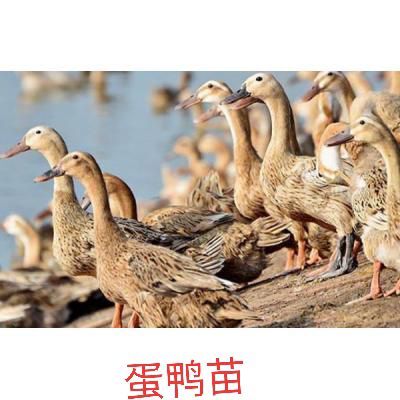 兴业县精品纯种蛋鸭苗，下蛋周期长，蛋大个。