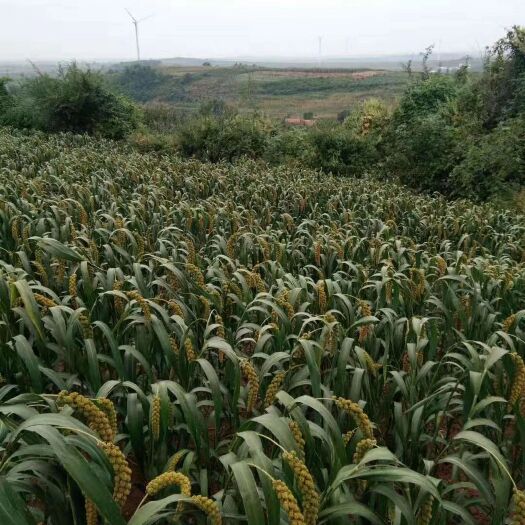 铁岭 自己家种植的绿色小米