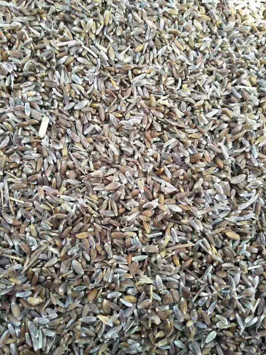 商南县苍术种子  北苍术苗子首单八折优惠