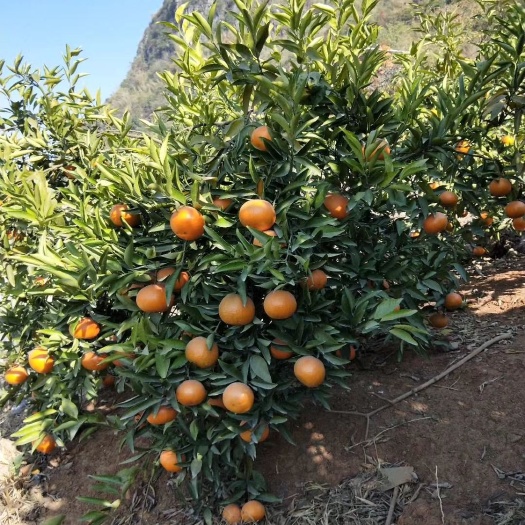 富川县大量精品玫瑰香柑出售