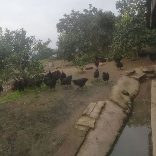重庆市 散养土鸡土鸡蛋