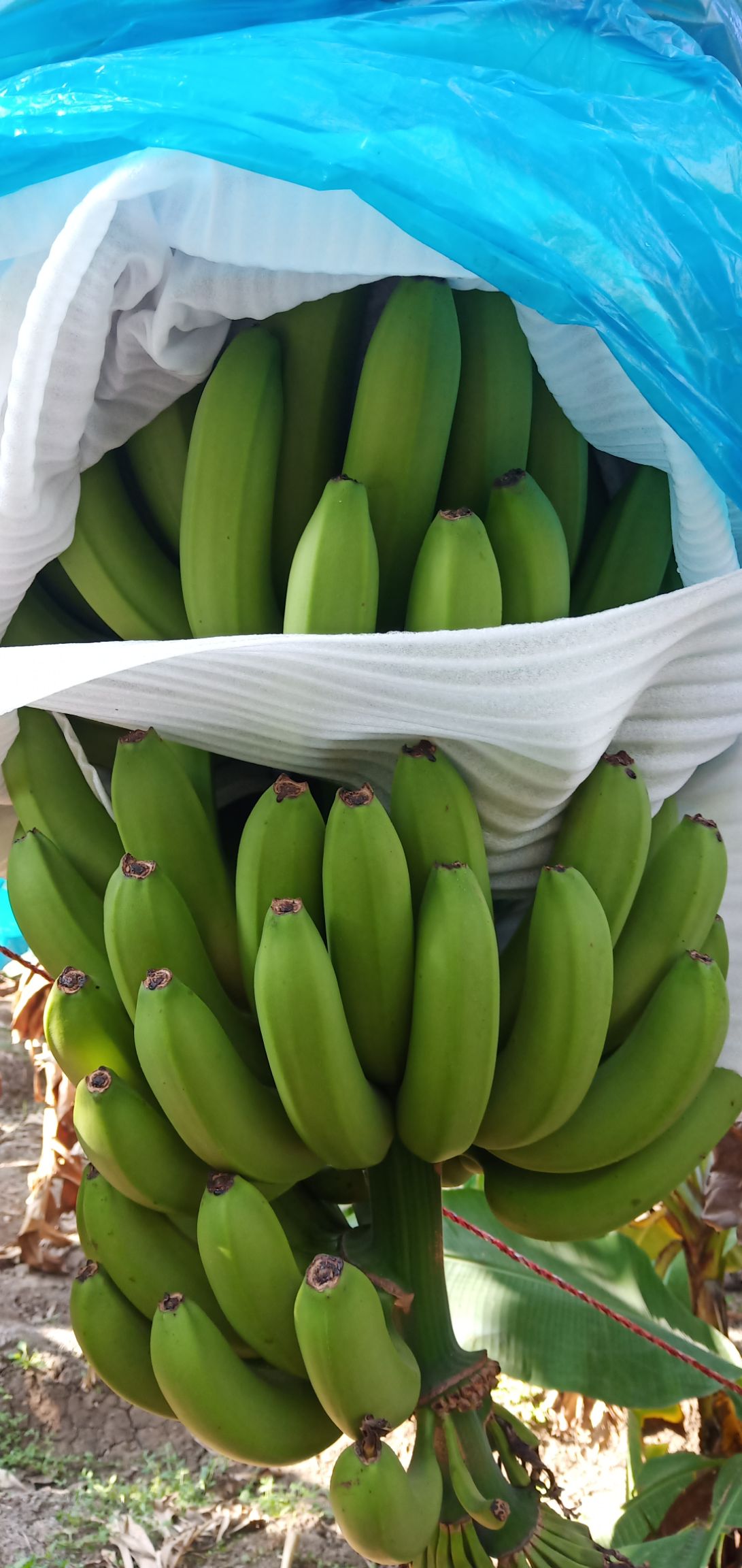 缅甸香蕉 寒货