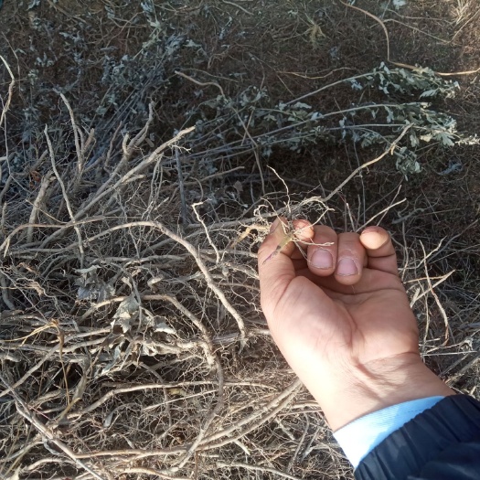 蕲春县 大片七尖蕲艾根，李时珍故里湖北蕲春艾草根，根大易存活