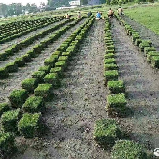 重庆市草