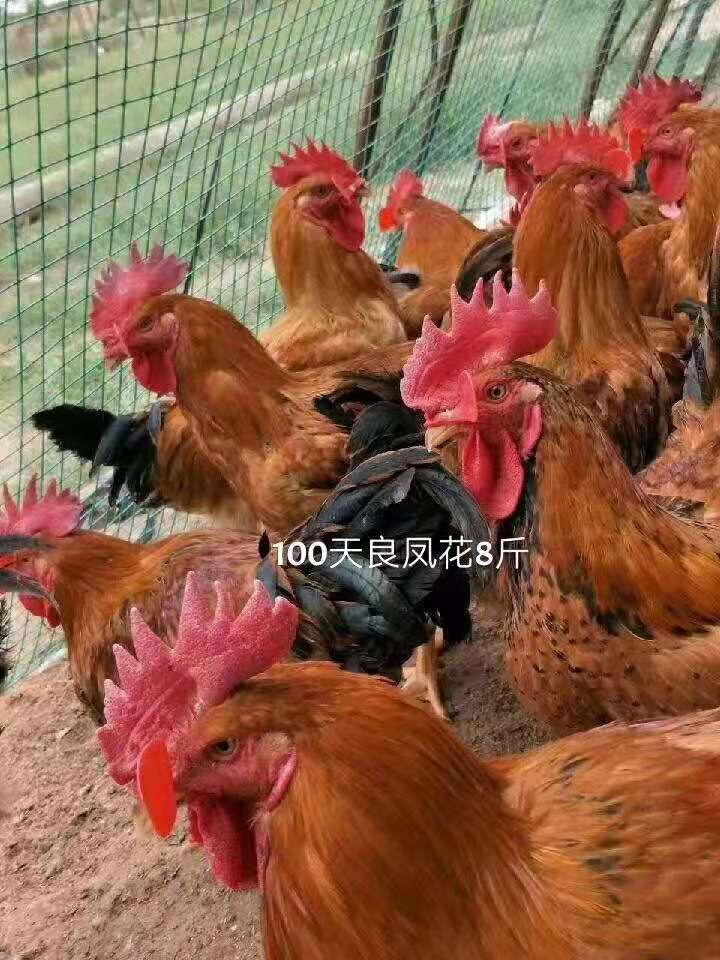  良凤公鸡苗 良风花鸡苗批发 快大良风花鸡苗价格 黄脚麻鸡苗