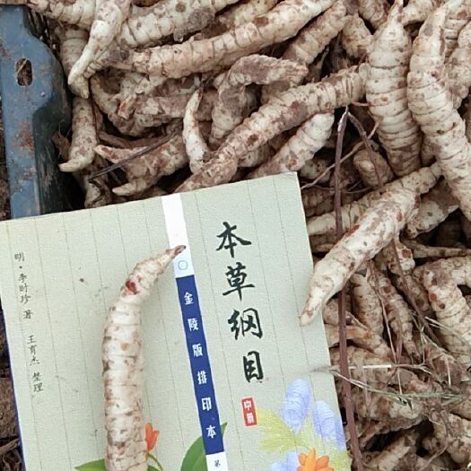 菏泽 泽兰种苗