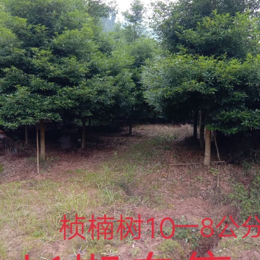 仁寿县正宗四川金丝楠木，桢楠，小叶楠木