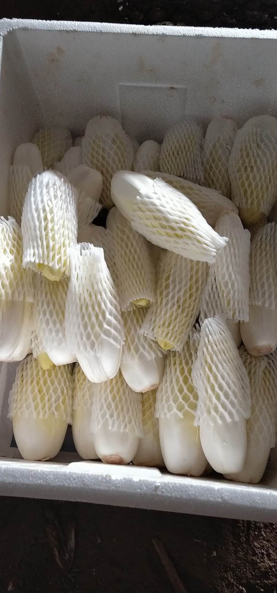 玉兰菜 芽球菊苣，金玉兰，山东基地直供