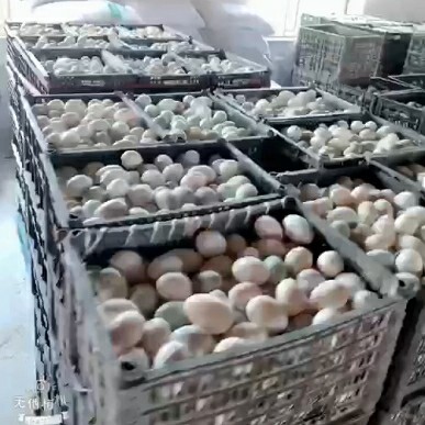鄱阳县 鲜鸭蛋