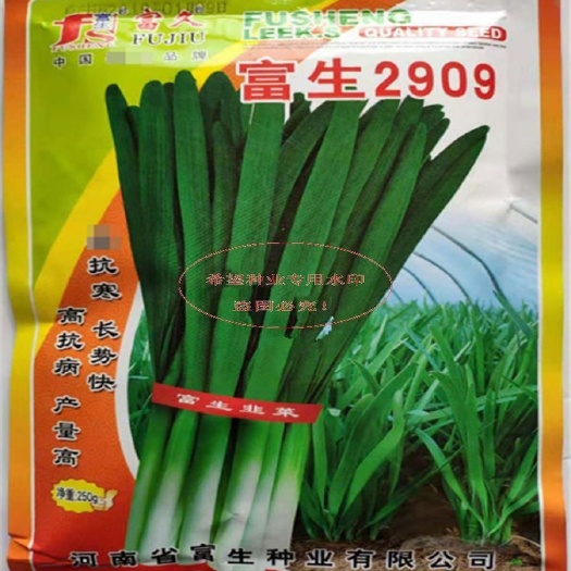 沭阳县富生2909原装250克袋装抗寒产量高长的快高端韭菜种子
