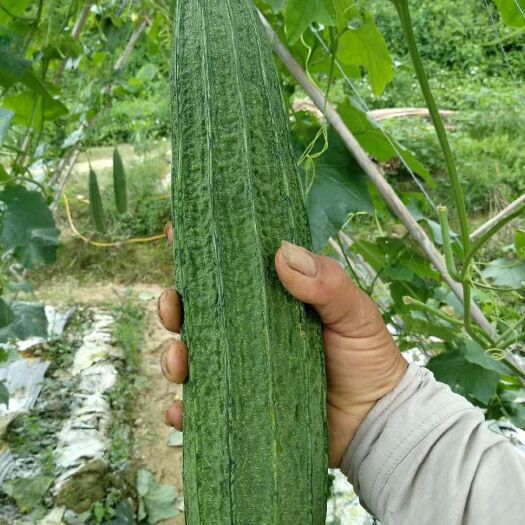 遂溪县优秀11号花点肉丝瓜种子
