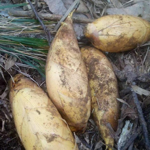 深圳世界遗产地崀山冬笋口味独特