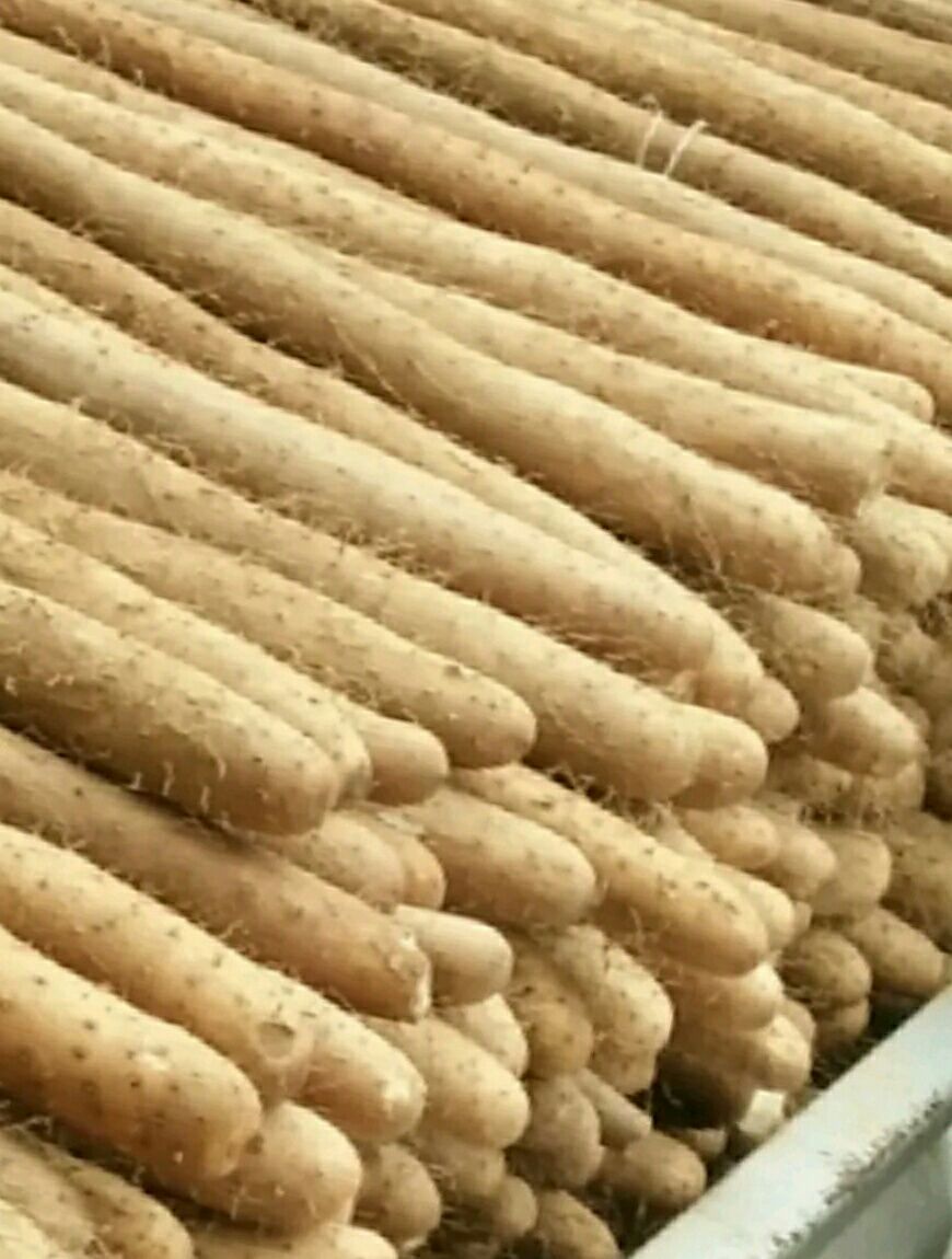  河北山药产地直销