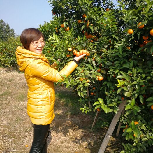灵川县沙糖桔 水果