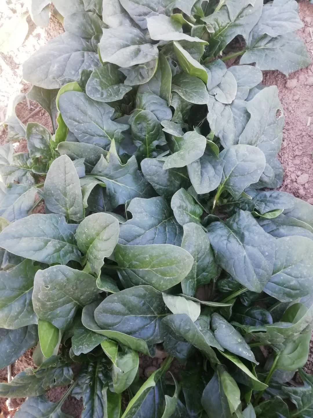 菠菜秋波菜陆地菠菜趴地菠菜