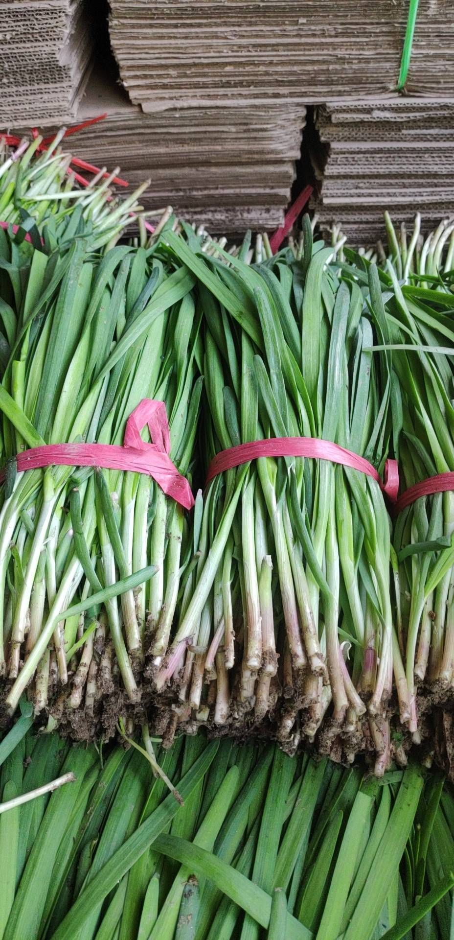 [大叶韭菜批发] 汉中韭菜价格0.6元/斤 - 惠农网