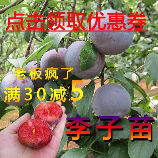 平邑县蜂糖李树苗 蜂糖李子苗果苗，嫁接苗品种多多，48小时保鲜发货1.5米高度