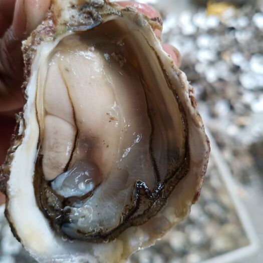 诏安县漳州生蚝 生蚝产地直发一手货源