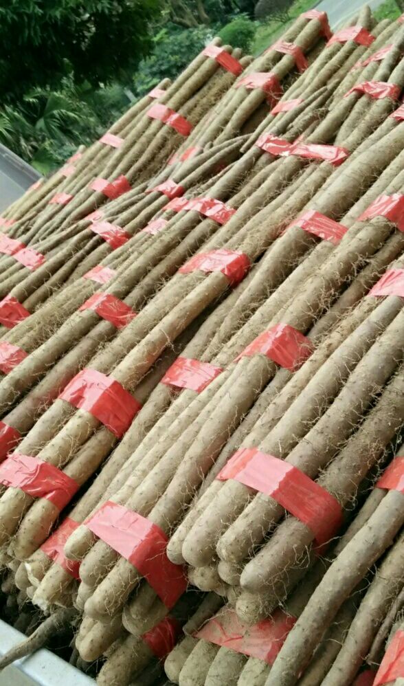  河北山药产地直销