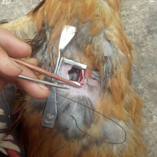 昆明阉鸡苗