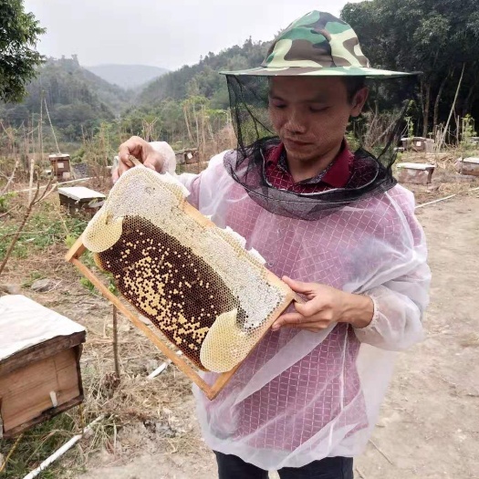 阳春市 鸭脚木蜜