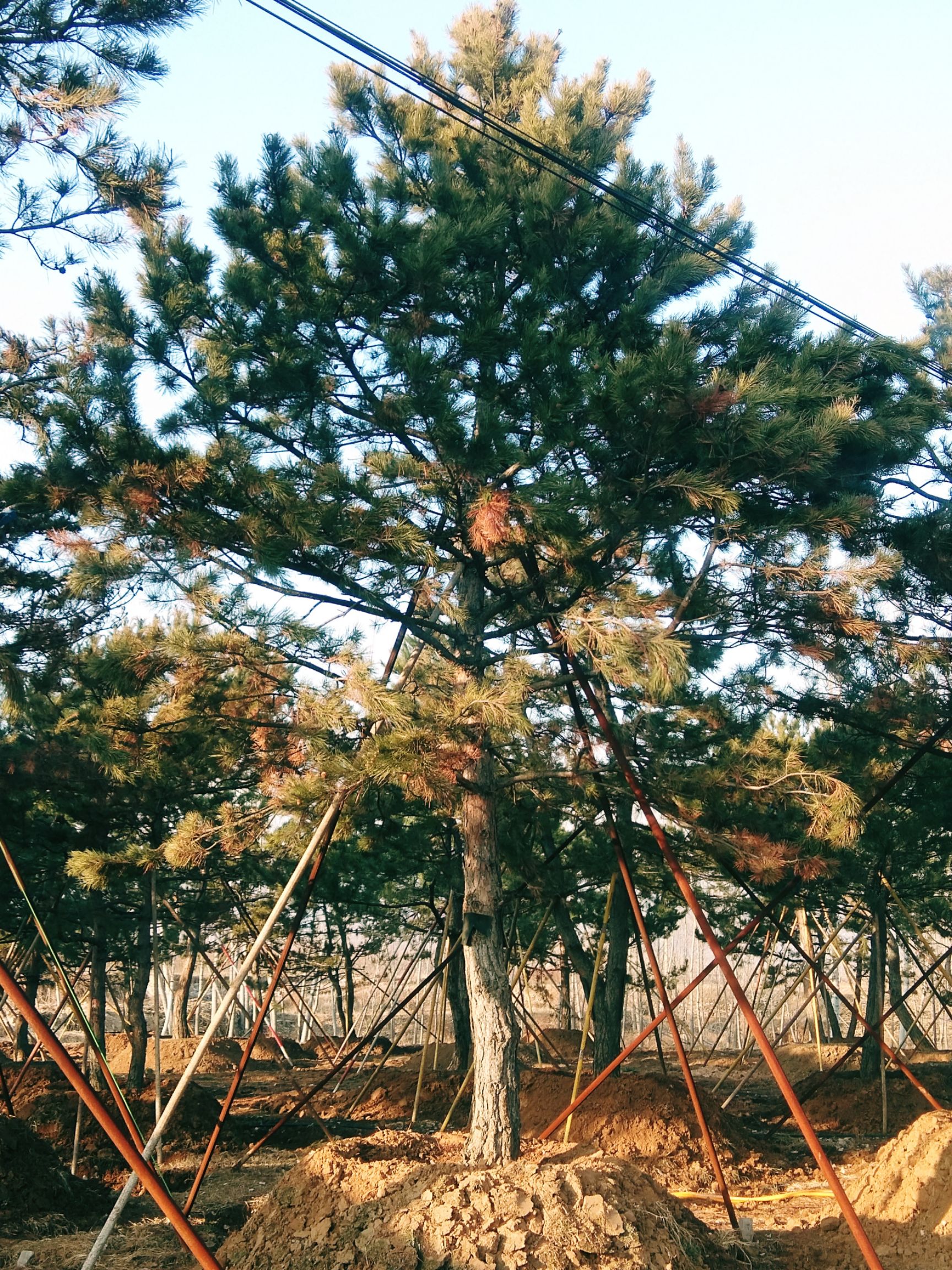 供应大厅 苗木花草 松树 共找到1条 20公分以上黑皮油松"货源信息