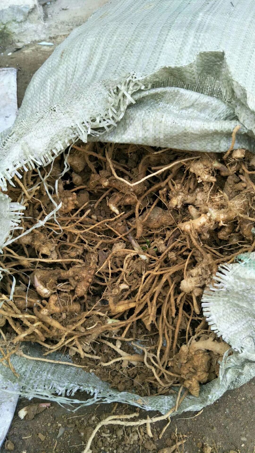 阳荷种苗  阳荷种根 阳荷种子蔬菜种阳荷笋种苗 阳藿姜根块阳