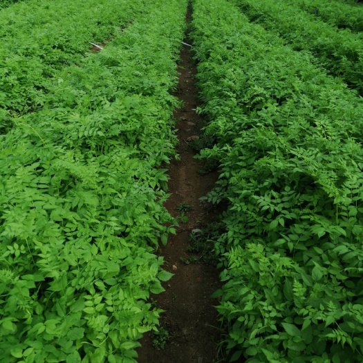 新宾县刺芽苗 刺嫩芽是山野菜之王，前景好，效益高，爱成活好管理！