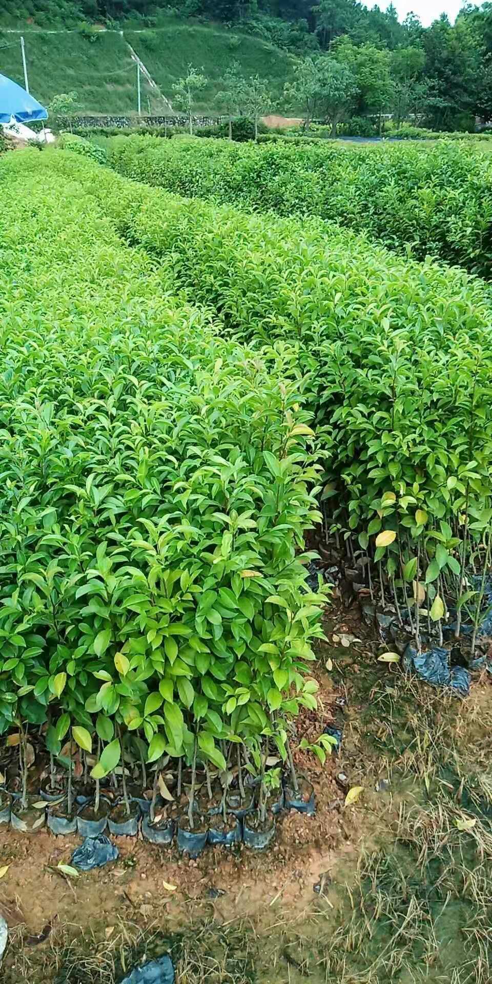  红果冬青苗批发，铁冬青苗优质袋苗基地直欢迎老板来购买。