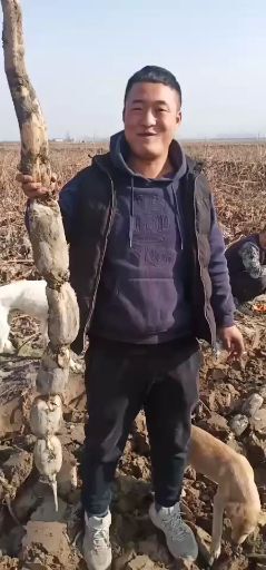 渭南鄂莲6号 东西正经娃灵性浑身上下么毛病第三年菜