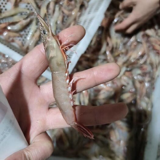 象山县虾滑 滑皮虾--象山鲜鱼坊