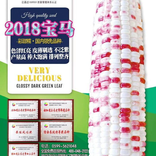 遂溪县2018宝宝彩甜糯  2018宝马彩甜糯种子