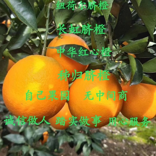 秭归县秭归脐橙 长虹脐橙 65-70纽荷尔脐橙 红心橙  普脐