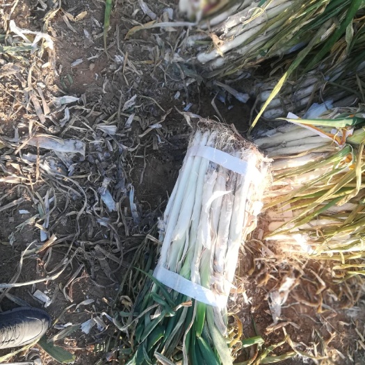 万荣县万荣长白大葱货源充足