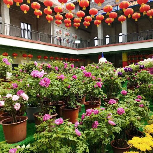 洛阳 年宵盆栽牡丹春节开花礼品牡丹