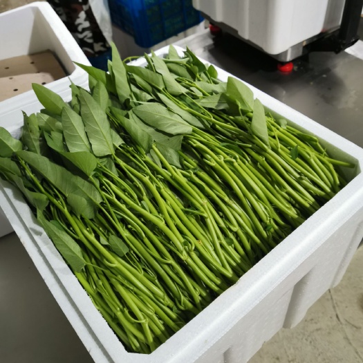 绿叶空心菜三亚种植，一年四季均可供货