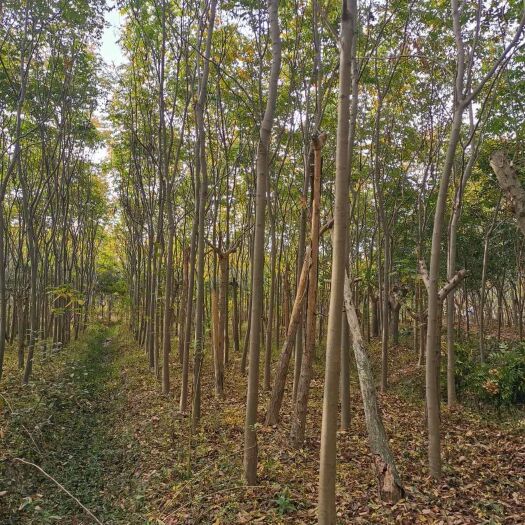 肥东县黄山栾树