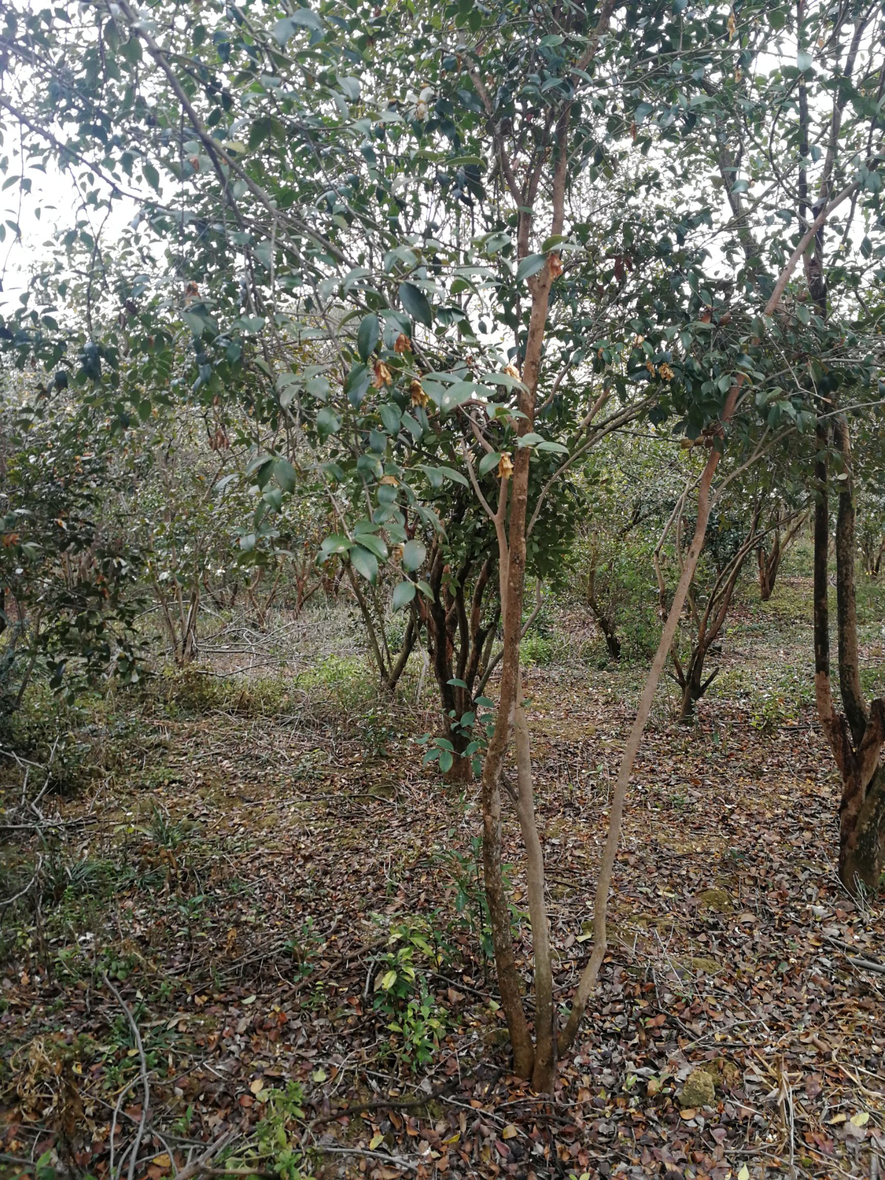 茶花树 油茶树